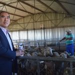 chinese sheep